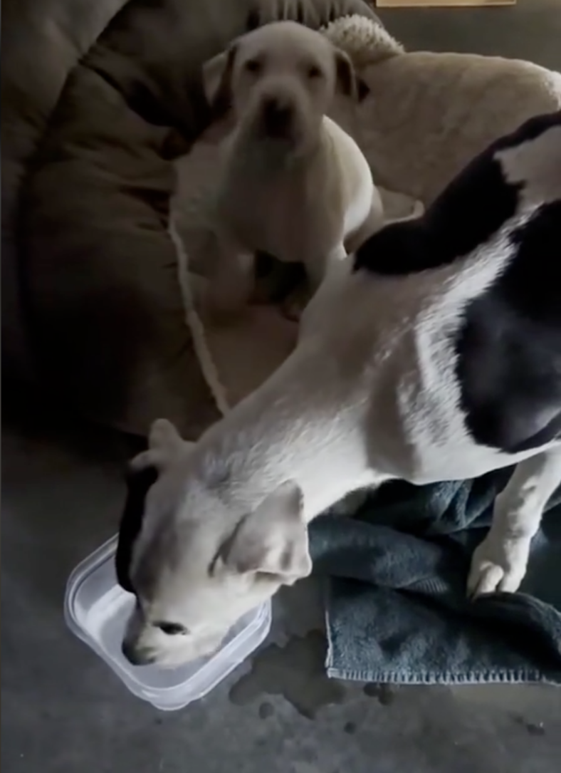 Stray Mama Dog & Her Pup Faced a Freezing Death—Then Fate Stepped In!